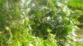 হারিয়ে যাচ্ছে বেত গাছ