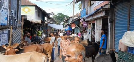 ঝালকাঠি জেলায় নলছিটি উপজেলায় জমতে শুরু করছে কোরবানির পশুর হাট
