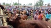কুড়িগ্রামে হাটে পাইকারও নাই, কেউ দামও বলছে না