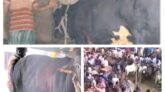 ঈদকে সামনে রেখে যমে উঠেছে কোরবানি হাট ‘পদ্মা’ ও ‘সেতু’র দাম ২৫ লাখ।