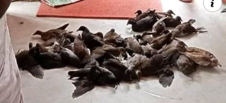 উজিরপুর হাট ও বাজারে প্রকাশ্যে চলছে অতিথি পাখি ক্রয় ও বিক্রয়