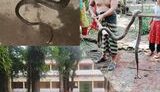 বরিশাল নগরীতে সিত্রাং ঘূর্ণিঝড়ের প্রভাবে সাপের উপদ্রব বেড়েছে