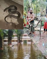 বরিশাল নগরীতে সিত্রাং ঘূর্ণিঝড়ের প্রভাবে সাপের উপদ্রব বেড়েছে