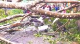 ঝালকাঠিতে ঘূর্ণিঝড় সিএাং এ ব্যাপক ক্ষতি গাছ উপড়ে বাড়িঘড় বিধ্বস্ত