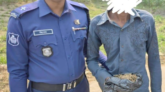 বদলগাছীতে গাঁজাসহ যুবক আটক।