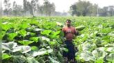 শীতকালীন সবজি চাষে লাভবান কুড়িগ্রামের চাষীরা