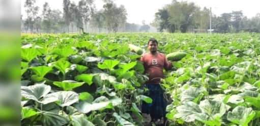 শীতকালীন সবজি চাষে লাভবান কুড়িগ্রামের চাষীরা