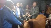 কুড়িগ্রামে দৃষ্টিপ্রতিবন্ধী  পরিবারের মাঝে গরু বিতরণ করলেন ইউএনও