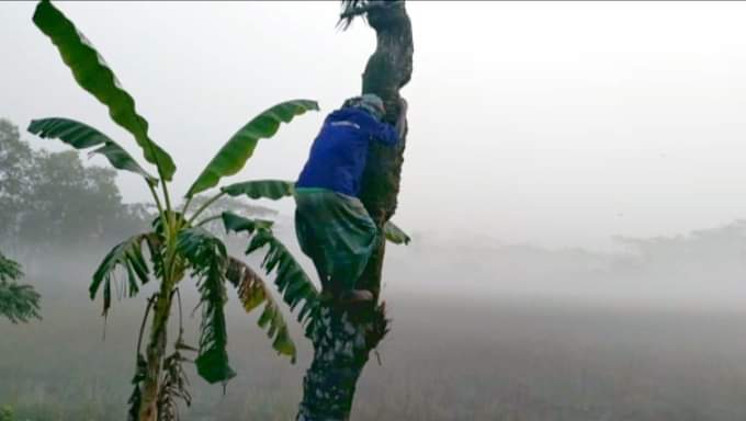 খেজুর গাছের রস বিক্রি করে আয় ৪০ হাজার টাকা