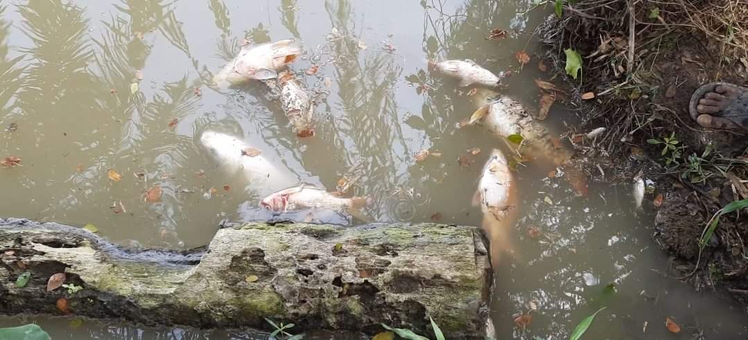 মাছের সাথে  এ কেমন শত্রুতা