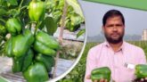 কুড়িগ্রামের  ভিতরবন্দে ক্যাপসিকাম চাষে রিপনের মাসে আয় ৫০ হাজার   