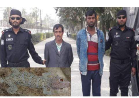 দাকোপে তক্ষক সাপসহ ২ পাচারকারী আটক।