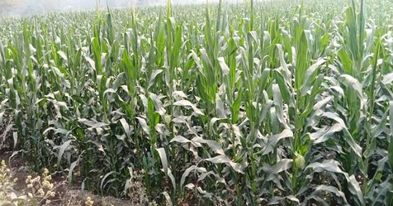 ভালো দাম থাকায় দিন দিন বাড়ছে ভূট্টার চাষ।