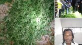 ঝালকাঠির কাঠালিয়ার প্রত্যন্ত অঞ্চলের গাঁজা চাষ দুই গাঁজাচাষী আটক ও ২০৫টি গাঁজা গাছ জব্দ