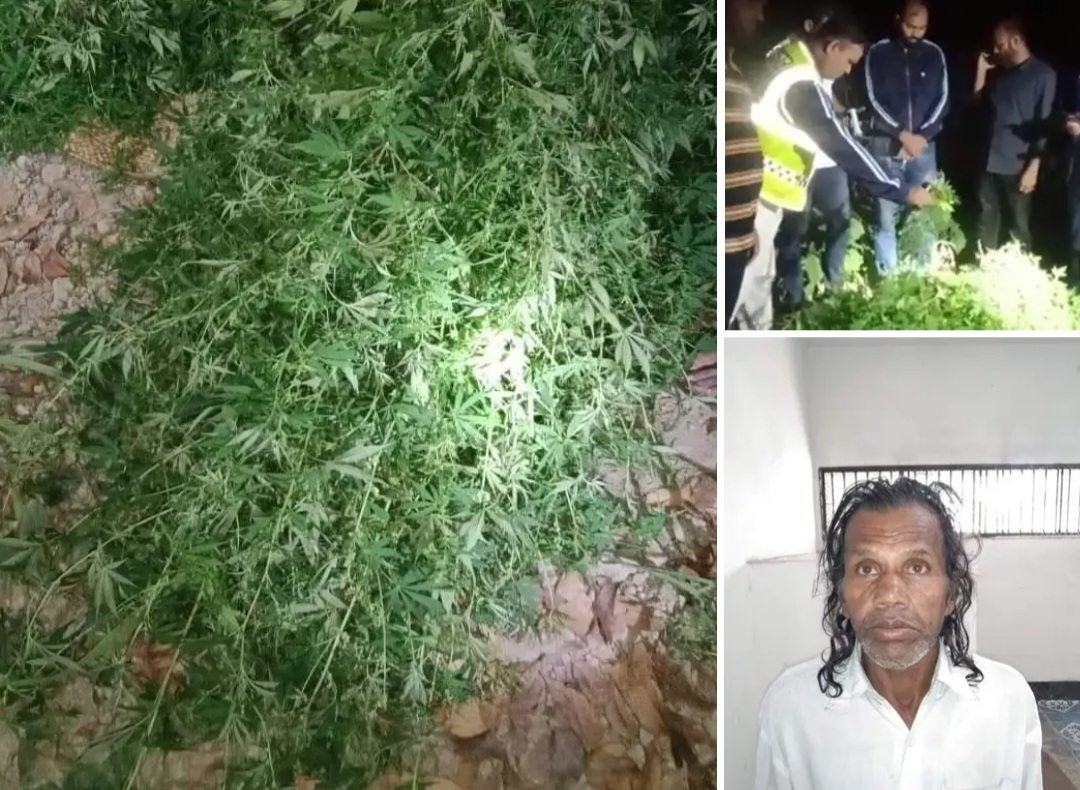 ঝালকাঠির কাঠালিয়ার প্রত্যন্ত অঞ্চলের গাঁজা চাষ দুই গাঁজাচাষী আটক ও ২০৫টি গাঁজা গাছ জব্দ