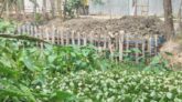 দুমকিতে সরকারি খাল দখলের অভিযোগ