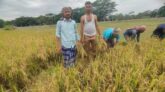 নলছিটিতে কৃষকের ধান কেটে দিল স্বেচ্ছাসেবক লীগ