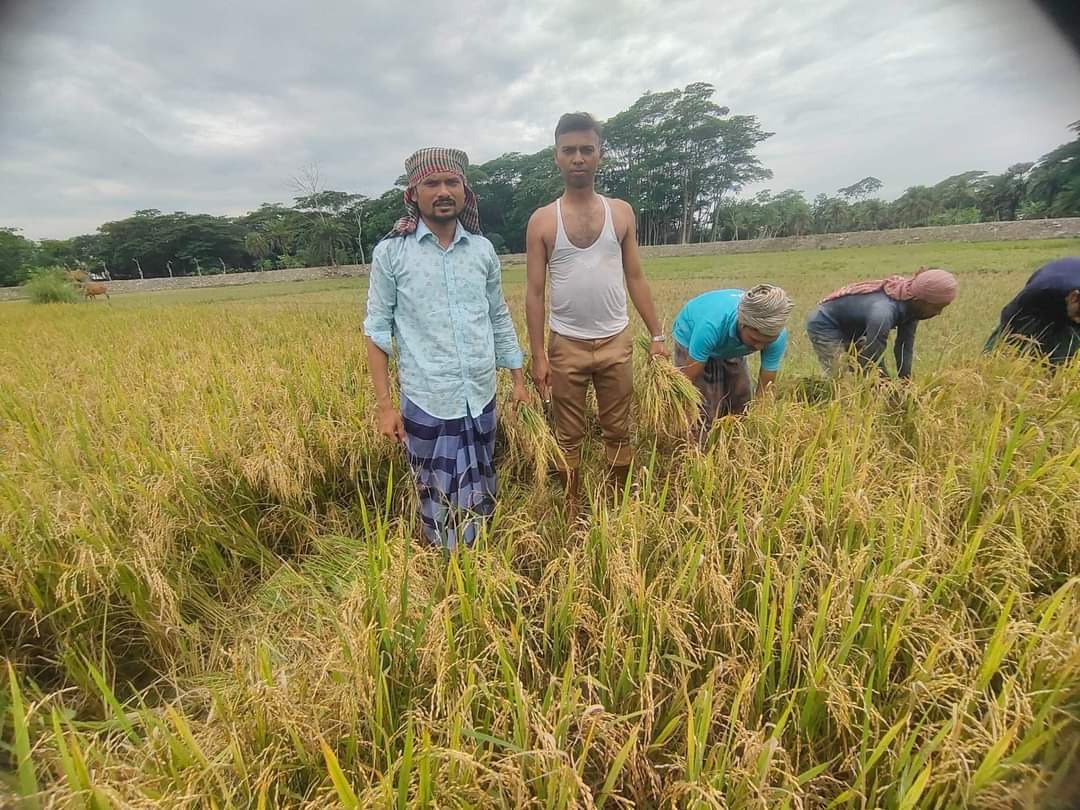 নলছিটিতে কৃষকের ধান কেটে দিল স্বেচ্ছাসেবক লীগ