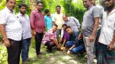 যুব সমাজের উদ্দ্যোগে তাল গাছের চারা রোপন করা হয়েছে