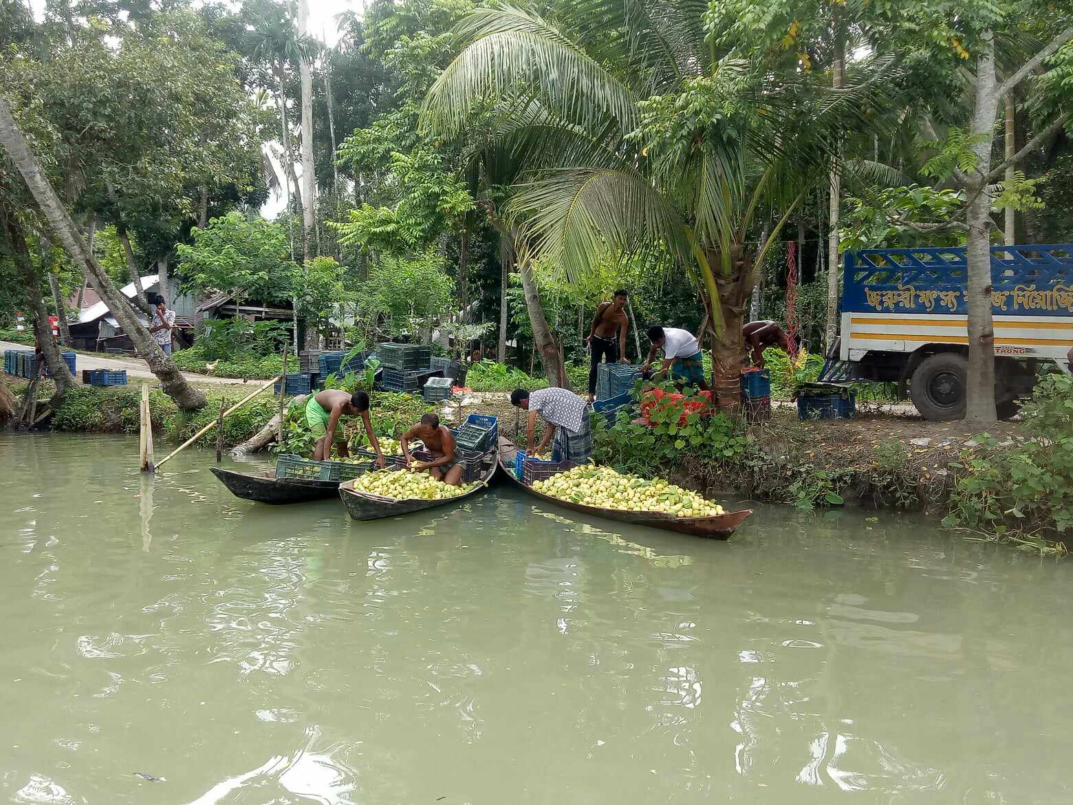 পেয়ারা ফলন বিপর্যয়ে হতাশা চাষিরা তিন কোটি টাকা লোকসান’র আশঙ্কা