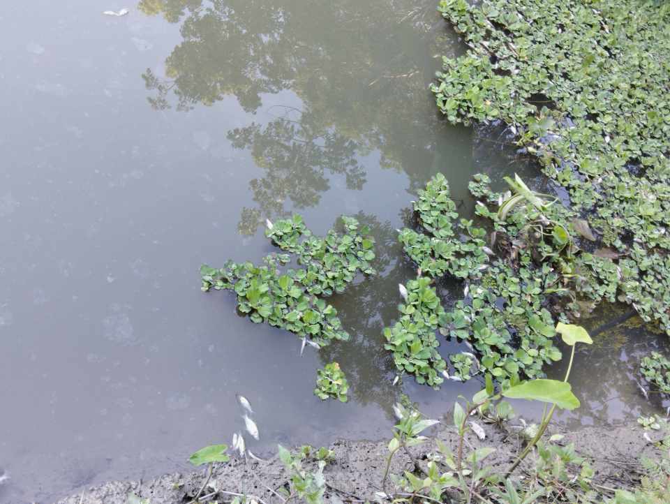 রাজাপুরে পুকুরে বিষ দিয়ে দেশীর প্রজাতির মাছ নিধন দেড় লাখ টাকা ক্ষতি
