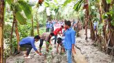 রাস্তায় কচু গাছ লাগিয়ে অভিনব প্রতিবাদ রাজাপুরে কর্দমাক্ত কাচা রাস্তা পাকা করনের দাবীতে শিক্ষার্থীদের মানববন্ধন