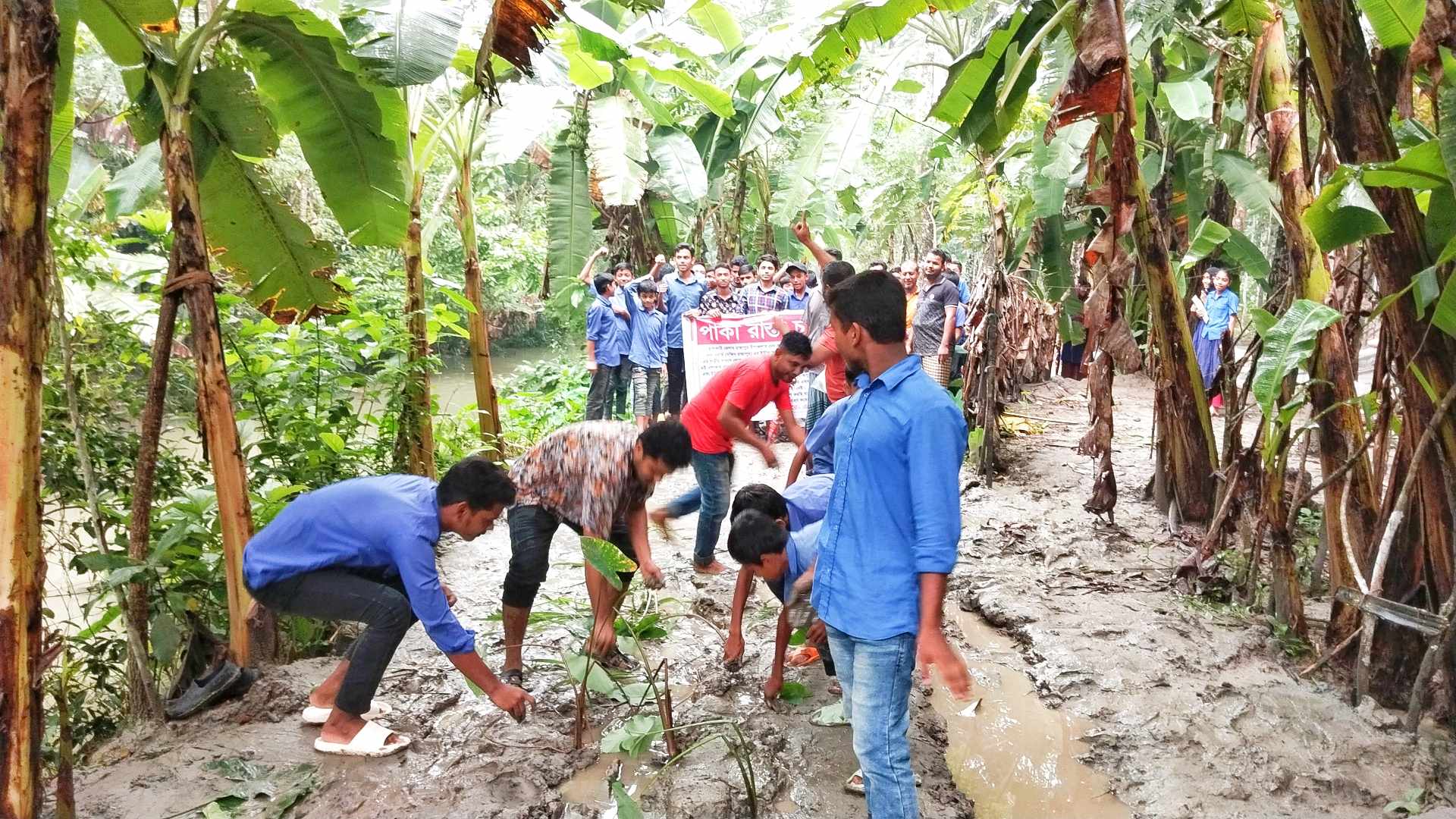 রাস্তায় কচু গাছ লাগিয়ে অভিনব প্রতিবাদ রাজাপুরে কর্দমাক্ত কাচা রাস্তা পাকা করনের দাবীতে শিক্ষার্থীদের মানববন্ধন