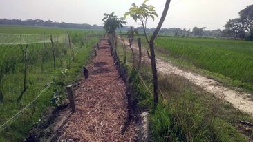 কলাপাড়ায় সরকারী সড়ক কেটে সবজি লাগানোর অভিযোগ
