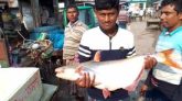 লালপুরে এক পাঙ্গাসের দাম ১১ হাজার ২০০ টাকা