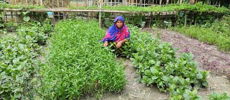 কুড়িগ্রামে উন্নত পদ্ধতিতে সবজি চাষের মাধ্যমে পাল্টে যাচ্ছে  নদ-নদী তীরবর্তী চরের মানুষের জীবন-জীবিকা