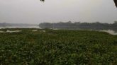 অতিথি পাখির কলতানে পর্যটন সম্ভাবনায় হাতছানি দিচ্ছে নলছিটির কুমারখালি মরা নদী