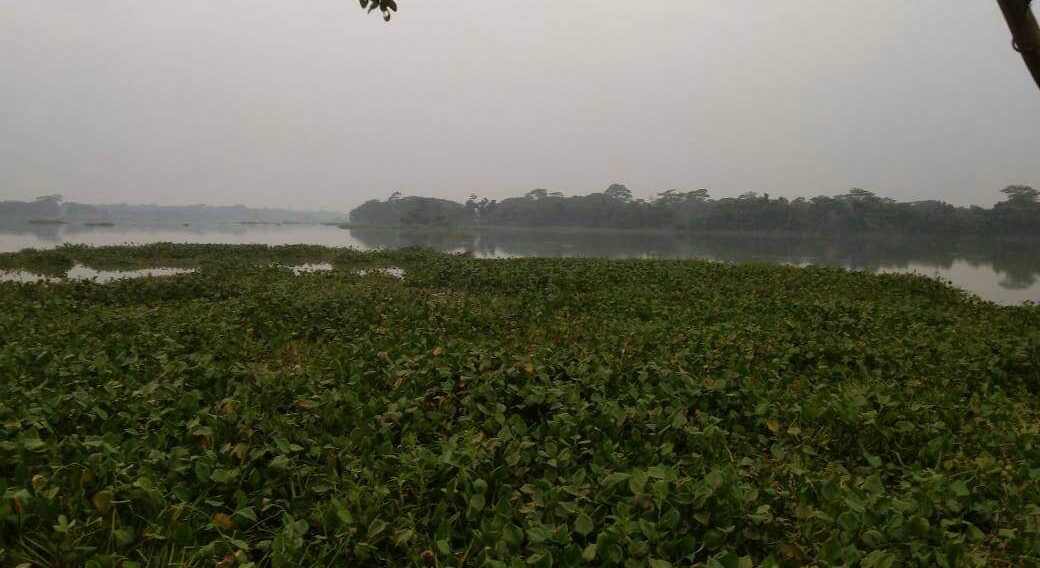 অতিথি পাখির কলতানে পর্যটন সম্ভাবনায় হাতছানি দিচ্ছে নলছিটির কুমারখালি মরা নদী