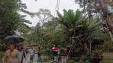 ঘূর্ণিঝড় মিধিলির প্রভাবে বিভিন্ন স্থানে উপড়ে পরছে গাছ আমন ধানেরও ক্ষতির শংকা