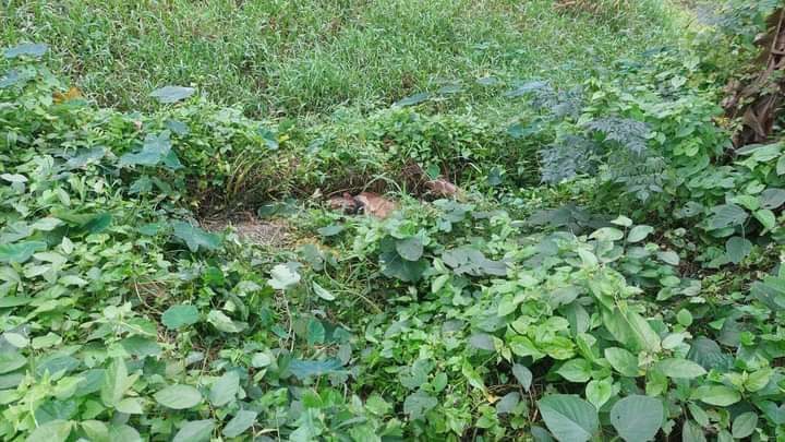 নলছিটিতে ধানক্ষেত থেকে বৃদ্ধের লাশ উদ্ধার