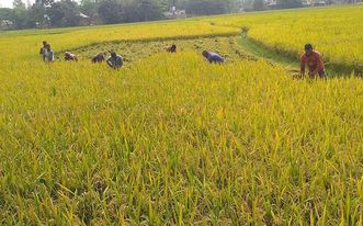 বাকেরগঞ্জে আওয়ামী লীগ নেতার ক্ষেতের ধান কেটে নিয়েছে প্রতিপক্ষরা