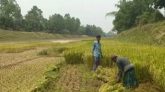 নওগাঁর বদলগাছীতে খরস্রোতা ছোট যমুনা নদীর বুকে ধান চাষ।