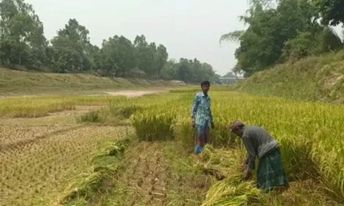 নওগাঁর বদলগাছীতে খরস্রোতা ছোট যমুনা নদীর বুকে ধান চাষ।