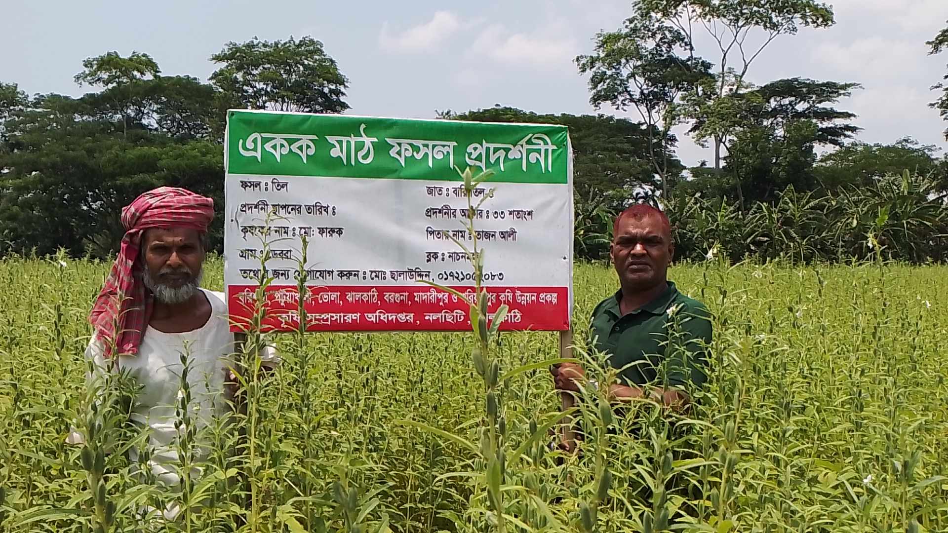 নলছিটিতে বারি তিল ৪ এর বাম্পার ফলন