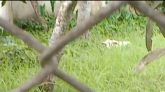ভোট দিতে রাজি না হওয়ায়-দুমকিতে জেলে বরাদ্দের গরু ছিনিয়ে নিল চেয়ারম্যান!