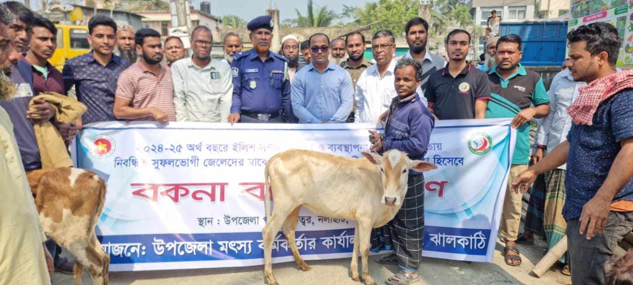 নলছিটিতে জেলেদের মাঝে বকনা বাছুর বিতরন