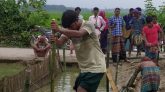 বিএনপির মানবিক উদ্যোগে বাঁশের সাঁকো নির্মাণ